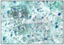 New Evidence of Global Carbon Sequestration in Trees Outside of Forests Supports Nature-Based Solutions for Meeting Net Zero Goals.